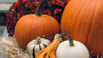 Fall for Fall  