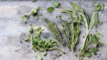 Healthy Herbs to Grow at Home