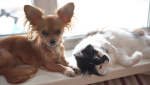5 Fire Safety Tips to Protect Your Four-Legged Family Members