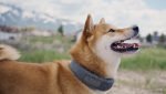 Keep Your Four-Legged Friend Safe This Holiday