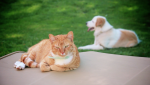 Protect Your Pets from Heartworm and Lyme Disease 