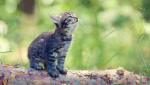 Adopting a Kitten