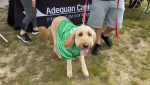 How to Recognize Osteoarthritis in Your Dog and What to Do to Manage It