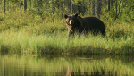 What to Do if You Encounter a Bear