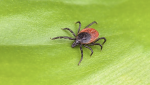 Companion Animal Parasite Council Releases 2021 Forecast