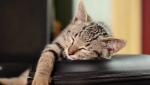 The Dos and Don’ts of Adjusting to Daylight Saving
