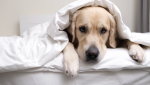 Tips for Managing Canine Incontinence
