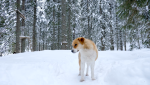 Common Dietary Triggers for Dogs That Pet Parents Should Be Aware Of