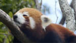 Fascinating Endangered Species