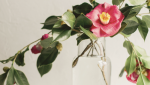 MyKirei, KAO USA, beauty, Beauty Innovations, Beauty Innovations that are good for the Environment, Earth day, shampoo, conditioner, handwash, bio-degradable beauty products, plant based beauty products, vegan beauty products, cruelty free beauty products, lifeminute, lifeminute.tv 