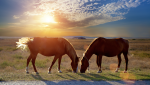 Reasons to Love Horses