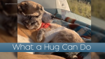 Dog and Cat Hugging