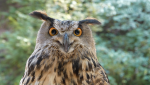 The World's Most Interesting Birds
