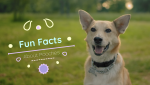 Fun Facts about Pooches 