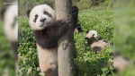 Panda Facts