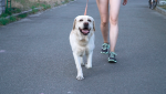 American Regent Animal Health, canine osteoarthritis, Adequan Canine, Canine OA, National Take a Walk in the Park Day, lifeminute, lifeminute.tv