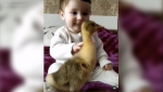 The Benefits of Having a Pet