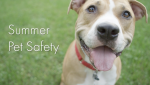 Pet Releaf, CBD Hemp Oil for pets, hemp oil for dog, help oil for cat, microchip, microchipping, microchip for pet, how to calm your pet, cat, dog, pets, pet safety, lifeminute, lifeminute.tv