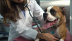 Companion Animal Parasite Council