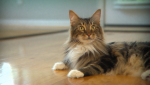 cat, Companion Animal Parasite Council