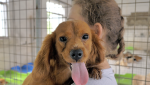 Reasons to Choose a Rescue Dog 
