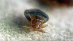 Terminix, bed bugs