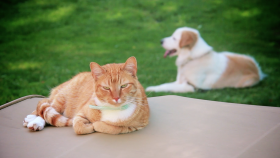 Protect Your Pets from Heartworm and Lyme Disease