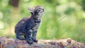 Adopting a Kitten