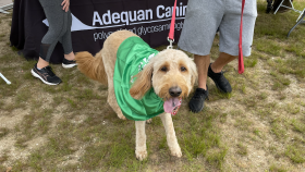 How to Recognize Osteoarthritis in Your Dog and What to Do to Manage It