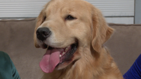 Spot the Signs of Canine Osteoarthritis in Your Dog