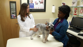 Protect Your Pet and Your Family from Dangerous Parasites
