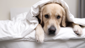 Tips for Managing Canine Incontinence