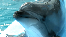 Dolphin Facts