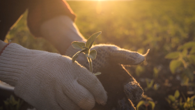 Tips to Grow a Garden