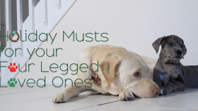 Pet Holiday Must-Haves