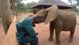 How Human Behavior is Hurting Animals and What We Can Do to Protect Them