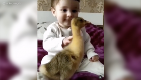 The Benefits of Having a Pet