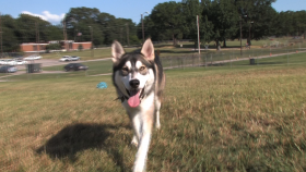 Its National Animal Safety and Protection Month