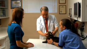 Protect Your Pets and Family All Year Long