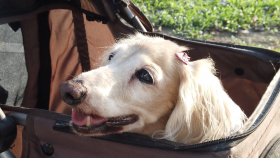 Why You Should Get a Dog