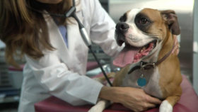 Keep Your Pets Safe From Deadly Parasites