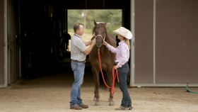 Protect Your Horse From Equine Infectious Disease