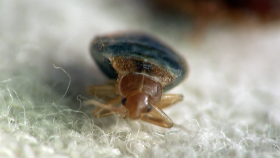 Banish Bed Bugs with These Top Tips